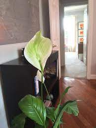My Peace Lilly Flower Is Turning Back To Green Gardening Garden Diy Home Flowers Roses Nature Landscaping Lilly Flower Peace Lillies Peace Lily Flower