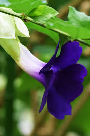 Image result for Thunbergia vogeliana