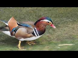 Mandarin ducks are naturally found in china, japan and the lower parts of russia. 70fiuaztr9lndm