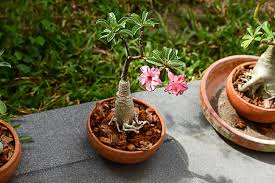 You must prune them until only the healthy parts of the root remain. Trimming Desert Rose Plants Learn About Desert Rose Pruning Techniques