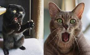 Maybe you would like to learn more about one of these? Auto Jantungan 10 Potret Ekspresi Kocak Kucing Saat Kaget Dailysia