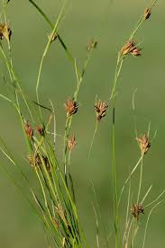 Image result for Rhynchospora gracillima