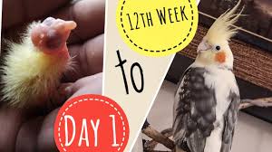 We did not find results for: Cockatiel Baby Growth Stages 1 To 12 Weeks New Born Baby Cockatiels Chicks To Adults Youtube