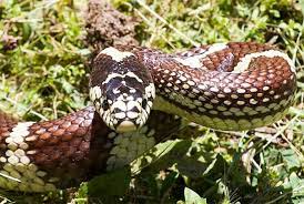 Common Kingsnake Lampropeltis Getula California King Snake Snake Reptiles