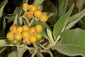 Image result for Solanum mauritianum