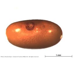 Image result for Pleurolobus