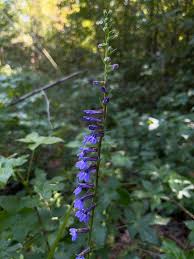 Image result for Lobelia lobata