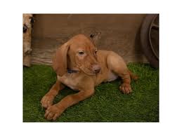 Find the perfect puppy for you and your family. Vizsla Puppies Petland Carriage Place
