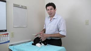 We did not find results for: How To Brush Your Cat S Teeth Youtube