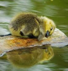 Pin On God S Little Ones