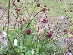 Image result for Sanicula