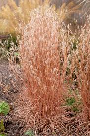 Image result for Schizachyrium jeffreysii