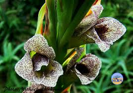 Image result for Gladiolus ecklonii