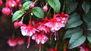 Depending on their species, or their hybrid parent plants (intentional or accidental), fuchsias are cold tolerant from about usda cold hardiness zone 6 (f. Hybrid Fuchsia Rayagarden