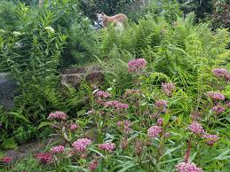 Image result for Asclepias foliosa
