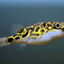 Upload your photos and videos pictures | google image. Figure 8 Puffer Fish Species Profile