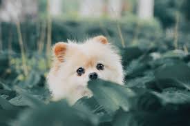 Top 10 small dog breeds that don't shed. 500 Pomeranian Pictures Hd Download Free Images On Unsplash