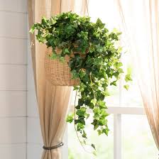 Check out our hanging baskets for plants selection for the very best in unique or custom, handmade pieces from our planters & pots shops. August Grove Mini Hanging Bush Ivy Plant Reviews Wayfair