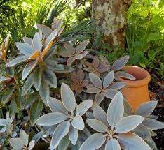 Pin On Plants To Try