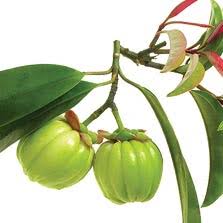 Asam potong diperoleh dari irisan buah asam gelugur yang dikeringkan dengan cara dijemur di bawah terik matahari. Amie S Little Kitchen Mari Berkenalan Dengan Buah Asam Gelugur