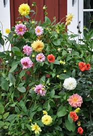 Image result for Dahlia x pinnata `Decorative Giants`