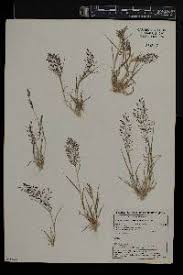 Image result for Eragrostis cylindriflora