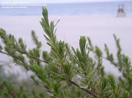 Image result for Suriana maritima