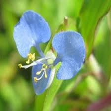 Image result for Commelina benghalensis