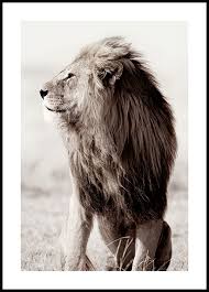 After being entrusted with many of rose's belongings, lion. Lion Posters Nature And Animal Posters Online Posterstore Eu