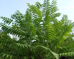 Image result for Ailanthus