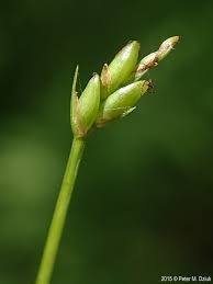 Image result for Carex leptosaccus