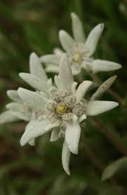 Edelweiss Flower Best Hd Wallpaper Images Picture Wallpagez Com Edelweiss Flower Outdoor Flowers White Flowers