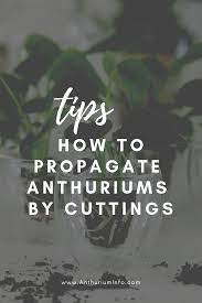 How To Propagate Anthuriums By Cuttings Anthurium Anthurium Plant Propagation