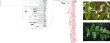 Image result for Diospyros consolatae