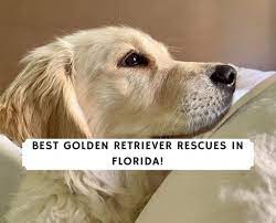 5 Best Golden Retriever Rescues In Florida 2021 We Love Doodles