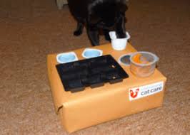 You shouldn't leave your cat unattended. Puzzle Feeders For Your Cat International Cat Care