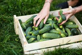 Gurke, kurz vor der ernte. 10 Tipps Fur Die Besten Gurken Aus Dem Garten Plantura