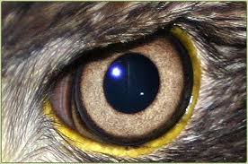 Eagle Eye Drawings Eyesight An Eagle S Eye Is Almost As Large As A Human S But Its Eagles Eye Drawing Animal Close Up Bald Eagle