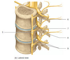 Joint capsule * strong * reinforced by capsular ligaments * only place where shoulder girdle attaches to axial skeleton. Anatomy Exam 2 Flashcards Easy Notecards