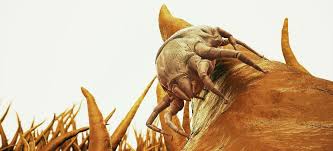 Thoroughly clean the fabric of infested rooms. Fantastic Pest Control In Brent Guaranteed Pest Extermination