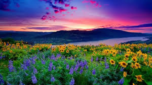 Follow the vibe and change your wallpaper every day! Beautiful Flowers Scenery Other Nature Background Wallpapers On Desktop Nexus Image 2214810
