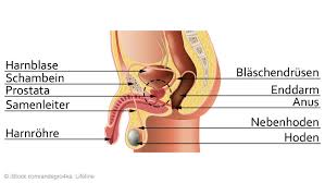 Reviews common tests for these conditions, as well as treatment side effects. Prostata Vorsorge Behandlung Der Vorsteherdruse