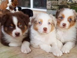 Le berger australien est une race de chien de berger. Nos Bebes Disponibles Les Tresors D Easy Blue Chiot Berger Australien