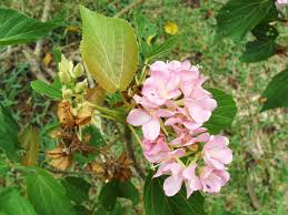 Image result for Dombeya acutangula