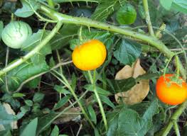 Image result for Solanum aculeatissimum