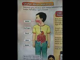 Urutan aliran makanan dalam proses pencernaan subjek sains tahun 3 (semakan). Proses Pencernaan Sains Tahun 3 2019 Youtube