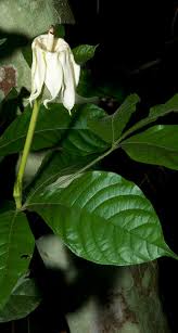 Image result for Psychotria djumaensis
