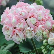 Visit us to learn flowers that begin with g and more! Egrow 100 Pcs Garden Geranium Seed Rare Potted Flower Seeds Perennial Outdoor Decoration Plant Flowers Perennials Flower Seeds Beautiful Flowers