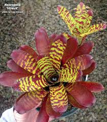 Image result for Neobolusia