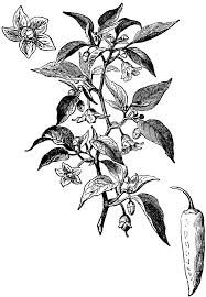 We did not find results for: Capsicum Clipart Etc